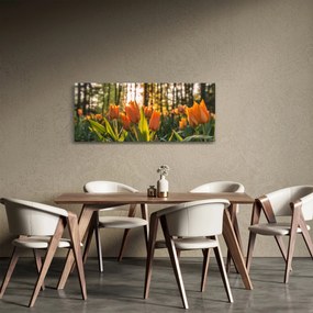 Obraz - kvety tulipánov (120x50 cm)
