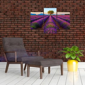 Obraz - Levanduľové pole (90x60 cm)
