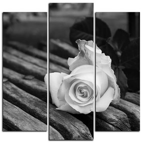 Obraz na plátne - Biela ruža na lavici - štvorec 3224QC (105x105 cm)