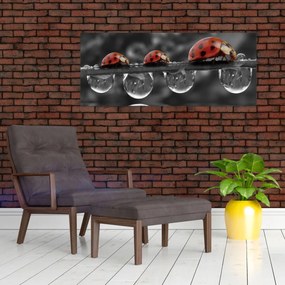 Obraz - Lienka sedembodková, čiernobiela (120x50 cm)
