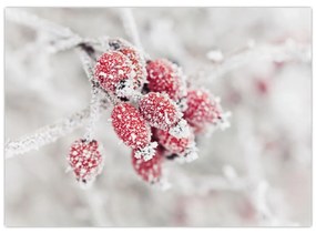 Sklenený obraz - Zamrznuté plody (70x50 cm)