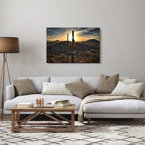 Obraz - kaktusy v slnku (90x60 cm)