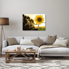 Sklenený obraz slnečnice (70x50 cm)