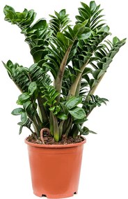 Zamioculcas zamiifolia Zenzi 21x70 cm