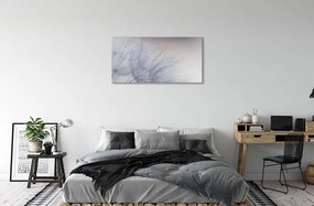 Obraz canvas Kvapky rosy púpavy 125x50 cm