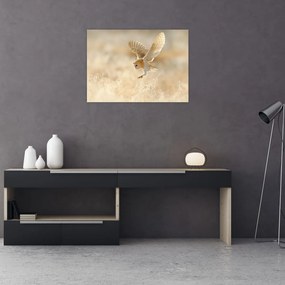 Sklenený obraz - Sova pálená (70x50 cm)