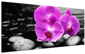 Obraz - Fialové orchidey (120x50 cm)