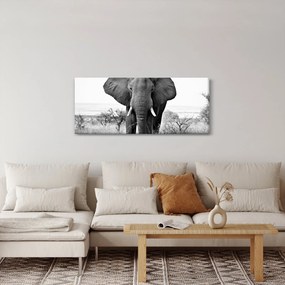 Obraz - Slon africký II. (120x50 cm)