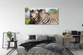 Obraz na akrylátovom skle Zebra 140x70 cm