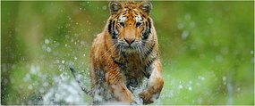 Obraz - Bežiaci tiger (120x50 cm)
