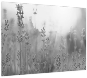 Sklenený obraz - Levanduľa (70x50 cm)