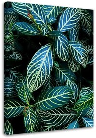 Obraz na plátně Tropický list Příroda - 80x120 cm