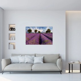 Obraz - Levanduľové pole a hory (90x60 cm)