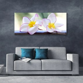 Obraz plexi Kvety plátky plumérie 125x50 cm
