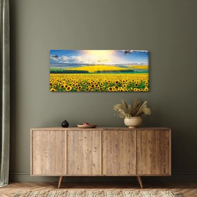 Obraz - Pole slnečníc (120x50 cm)