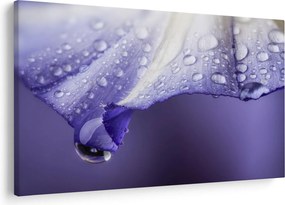 Obraz - Okvetný lístok s kvapkami (90x60 cm)