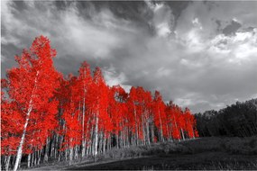 Obraz - Stromy vo farbe jesene (90x60 cm)