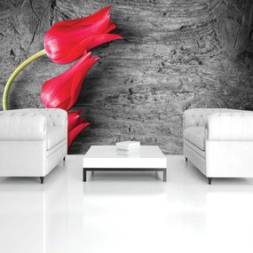 Fototapeta - Červené tulipány (254x184 cm)