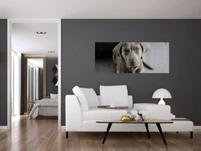 Obraz šteňaťa (120x50 cm)
