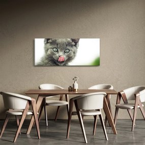 Obraz oblizujícího sa mačiatka (120x50 cm)