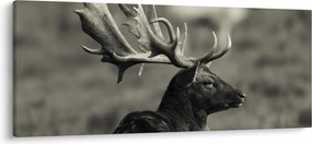 Obraz - Jeleň (120x50 cm)