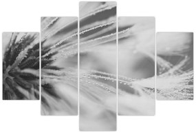 Obraz - Púpava (150x105 cm)