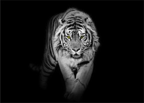 Sklenený obraz - Tiger so žltými očami (70x50 cm)