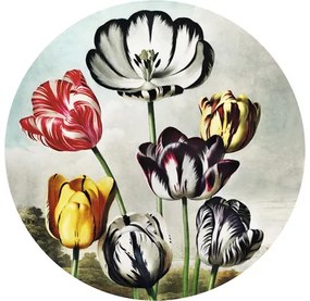 Fototapeta vliesová Tulipány 95 cm