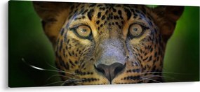 Obraz - Portrét leoparda, Sri Lanka (120x50 cm)