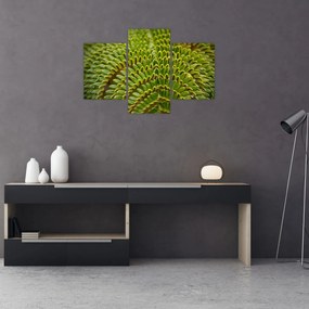 Obraz - Papraď (90x60 cm)