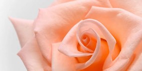 Obraz broskyňová ruža Varianta: 100x50