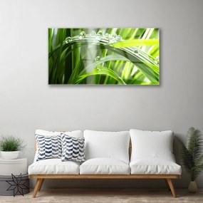 Skleneny obraz Tráva rosa kvapky rastlina 125x50 cm
