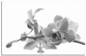 Obraz na plátne - Orchidea kvet izolovaná na bielom pozadí 1222QA (100x70 cm)