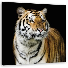 Obraz na plátně, Majestátní tygr - 50x50 cm