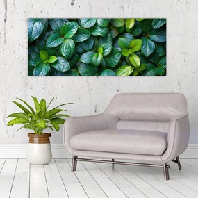 Obraz - Zelené rastliny (120x50 cm)