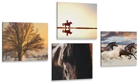 Set obrazov pre milovníkov koní - 4x 60x60