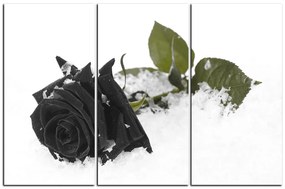 Obraz na plátne - Ruža na snehu 1103QB (135x90 cm)