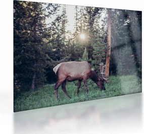 Sklenený obraz - Sob na čistine (70x50 cm)