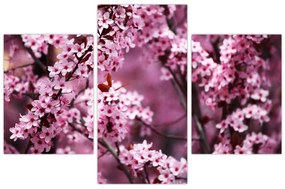 Obraz - Ružová sakura (90x60 cm)