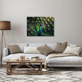 Sklenený obraz – Páv (70x50 cm)