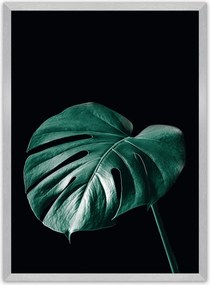 Plagát Dark Monstera