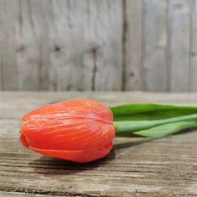 tulipán oranžový jemne bielený 42CM cena za 1ks