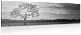 Obraz osamelého stromu v čiernobielom prevedení