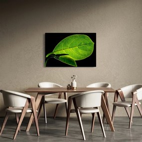 Obraz - zelený list (90x60 cm)