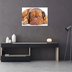 Obraz psa so slúchadlami (70x50 cm)
