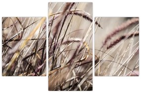 Obraz pšenica