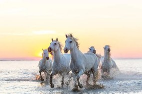 Fotografia Camargue white horses running in water at sunset, Peter Adams, (40 x 26.7 cm)