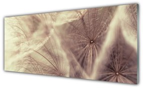 Obraz plexi Púpava rastlina 125x50 cm