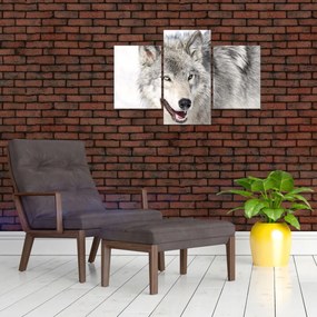 Obraz - Vlk v prírode (90x60 cm)