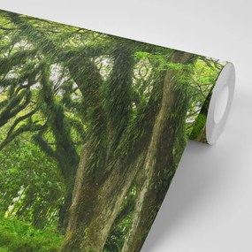 Fototapeta cesta zahalená stromami - 150x100